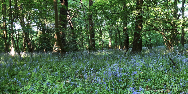Image of bluebell woods