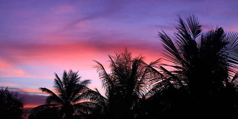 Palm tree sunset